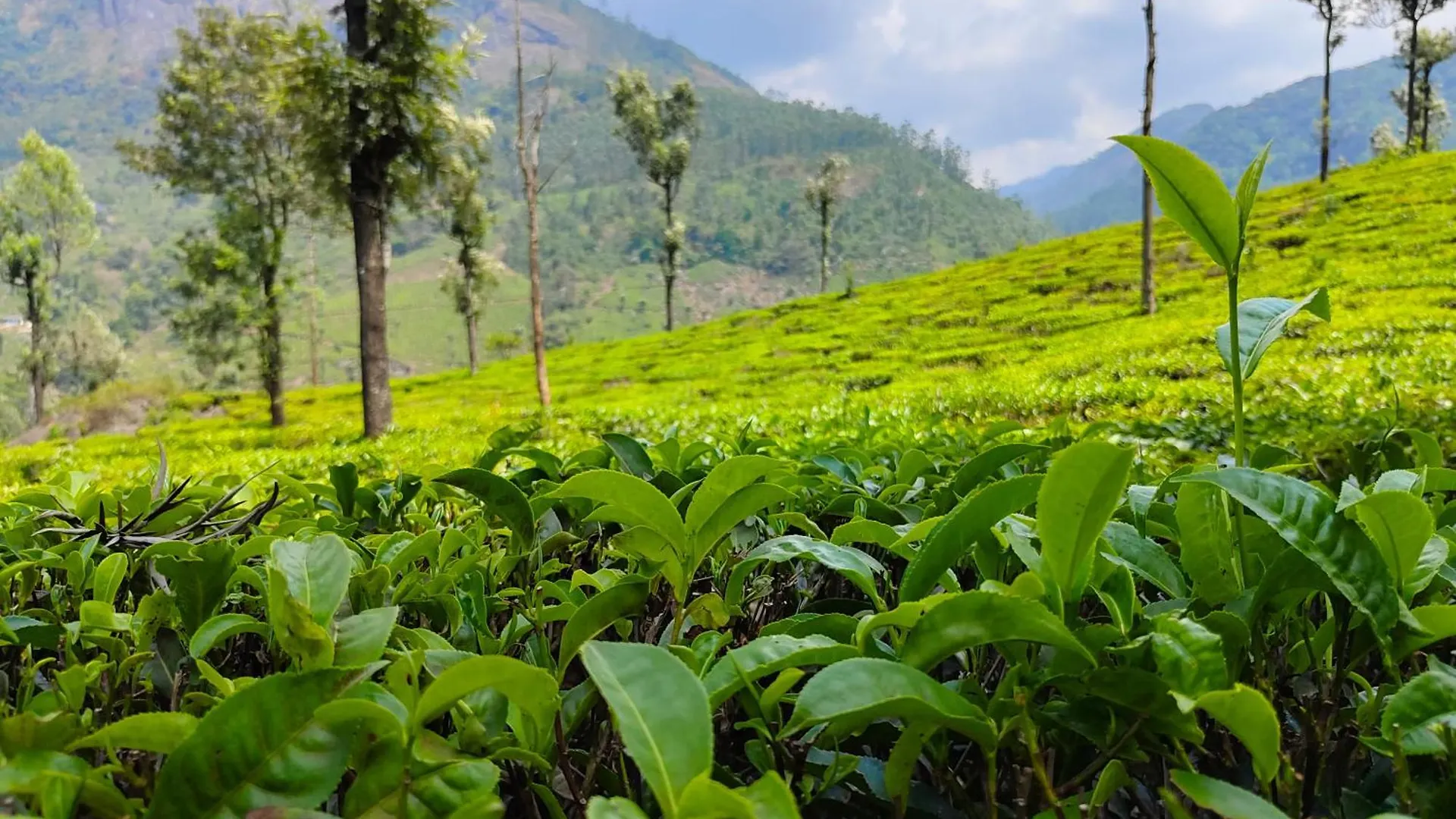 Munnar Pavithra Riverview Homestay 0*,  India