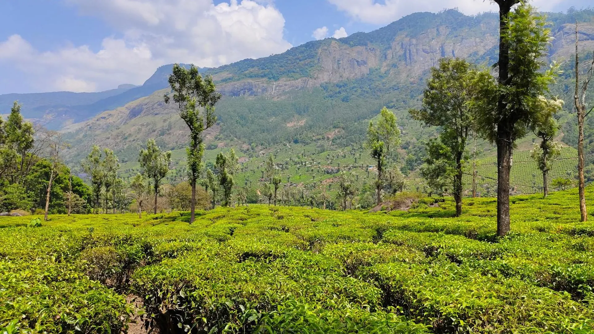 Munnar Pavithra Riverview Homestay Indien